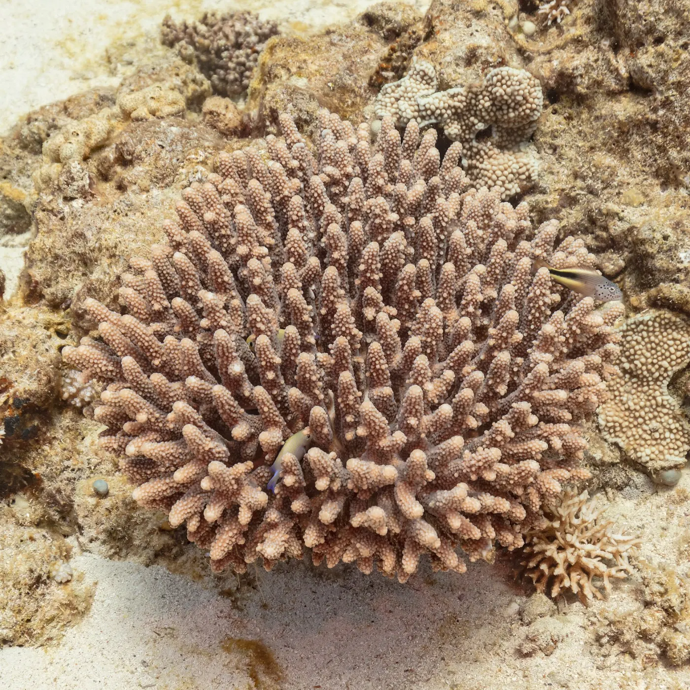 Acropora coral and small reef fish at Ras Katy in Sharm El Sheikh
