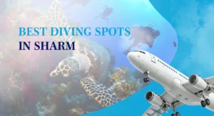 Best Diving Spots in Sharm